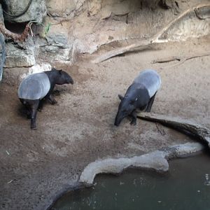 Malayan Tapirs