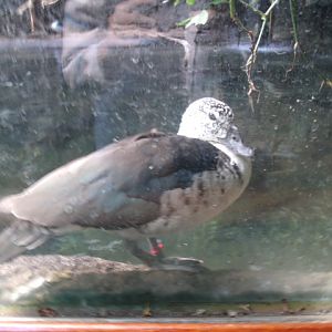 Female Comb Duck