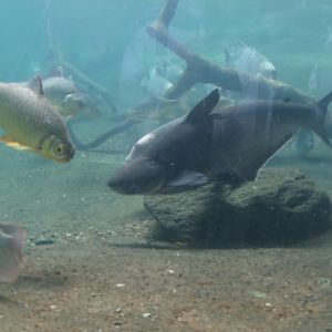 Tinfoil Barb and Iridescent Shark