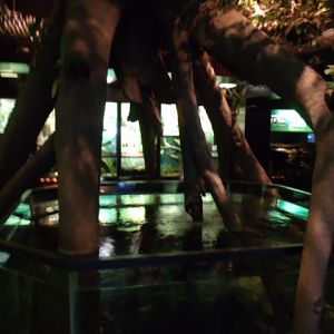 Congo Gorilla Forest