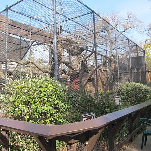 Black Handed Spider Monkey Enclosure