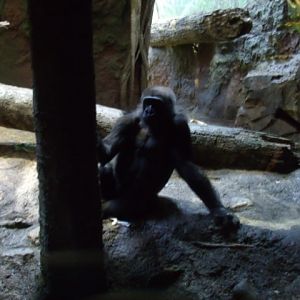 Western Lowland Gorilla