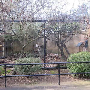 Tufted Capuchin Exhibit