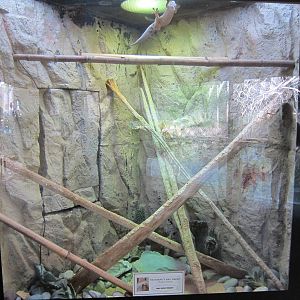 Standings Day Gecko Terrarium