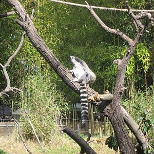 Ring-Tailed Lemur (Lemur catta)