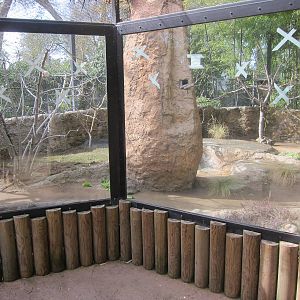 Radiated Tortoise Exhibit