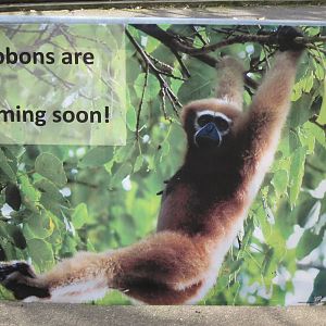 Gibbons are Coming Soon!