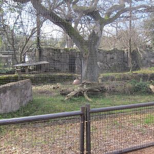 Front Veiw of the Mountain Lion Enclosure
