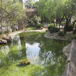 Tule Islands - Native Waterfowl Exhibit