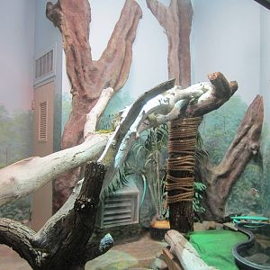 Green Iguana Exhibit