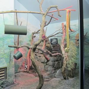 Prevost Squirrel Exhibit