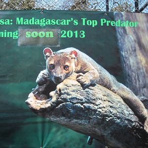 Madagascars Top Predator: Coming Soon!