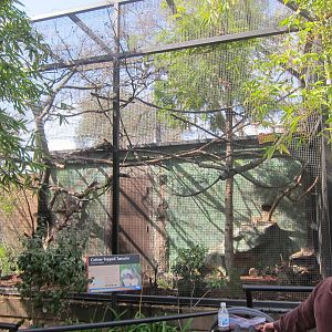 Cotton-Top Tamarin Enclosure