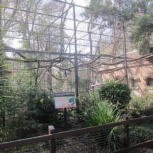 Black-and-White Ruffed Lemur Enclosure