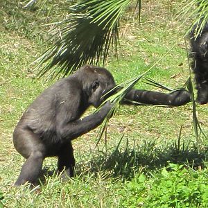 Myombe Reserve- Gorilla Youngster