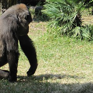 Myombe Reserve- Western Lowland Gorilla