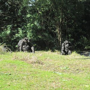 Myombe Reserve- Chimpanzees