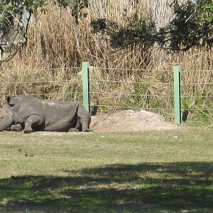 Serengeti Plain- White Rhinoceros