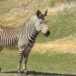 Serengeti Plain- Hartmann's Mountain Zebra
