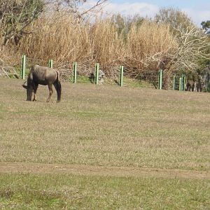 Serengeti Plain- Wildebeest
