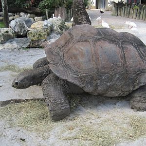 Jambo Junction- Aldabra Tortoise