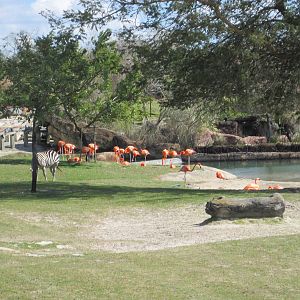 Rhino Rally- Zebra/Flamingo/Oryx Exhibit