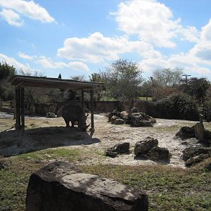 Rhino Rally- White Rhino Exhibit