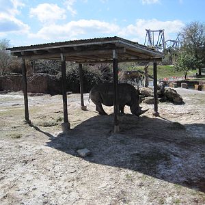 Rhino Rally- White Rhinoceros
