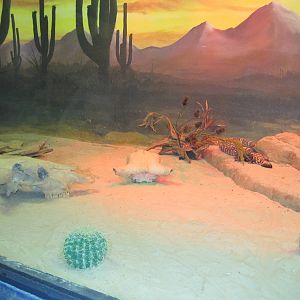 Curiosity Caverns- Venemous Lizard Exhibit