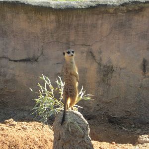 Edge of Africa- Meerkat