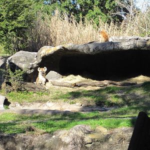 Edge of Africa- Spotted Hyenas