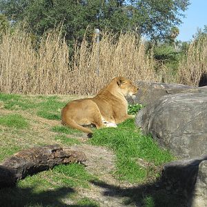 Edge of Africa- Lioness