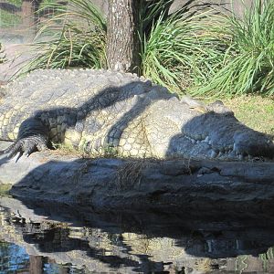 Edge of Africa- Nile Crocodile