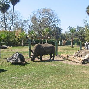 Serengeti Plain- White Rhinos