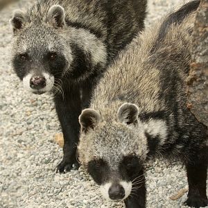 African Civet at Olomouc (2012)