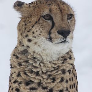 South African cheetah (Acinonyx jubatus jubatus)