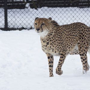 South African cheetah (Acinonyx jubatus jubatus)