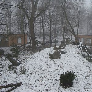 Paddock off Lynx lynx ( zooboy28 - specially for you )