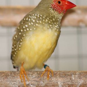 star finch