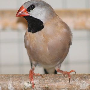 long-tailed finch