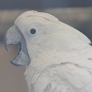 umbrella cockatoo