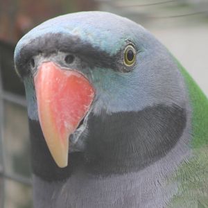 Derbyan parakeet