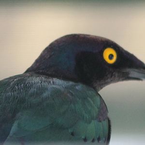 purple glossy starling