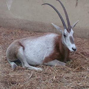 Oryx dammah
