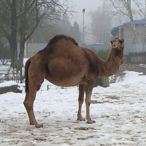 Camelus dromedarius