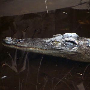 Crocodylus siamensis