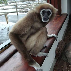 Hylobates lar
