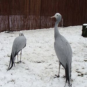 Anthropoides paradisea