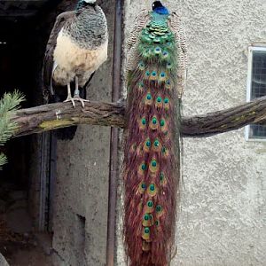 Pavo cristatus