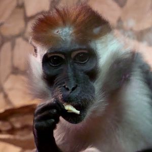 Cercocerbus t.torquatus